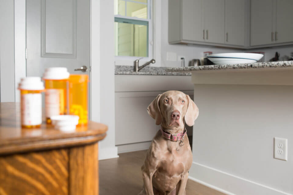 Como dar vermífugos para cachorros?