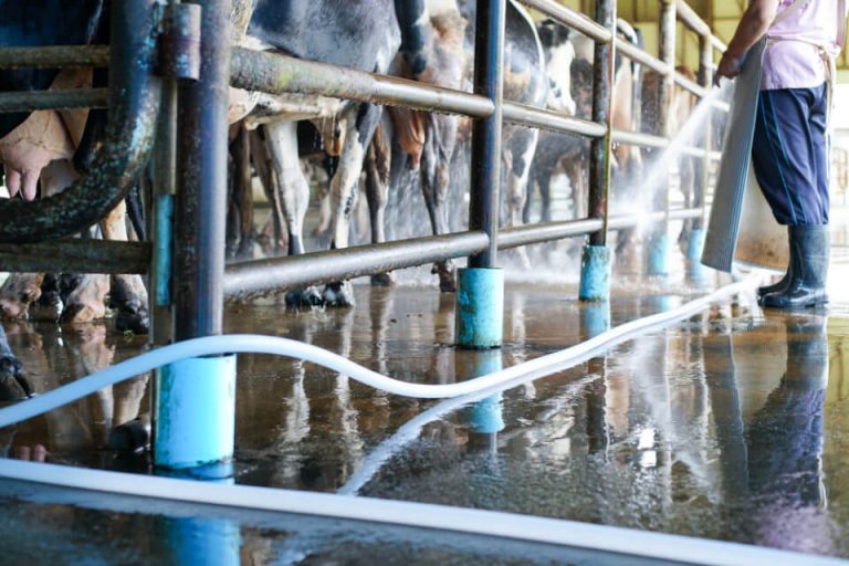 Desinfetante para animais na agropecuária