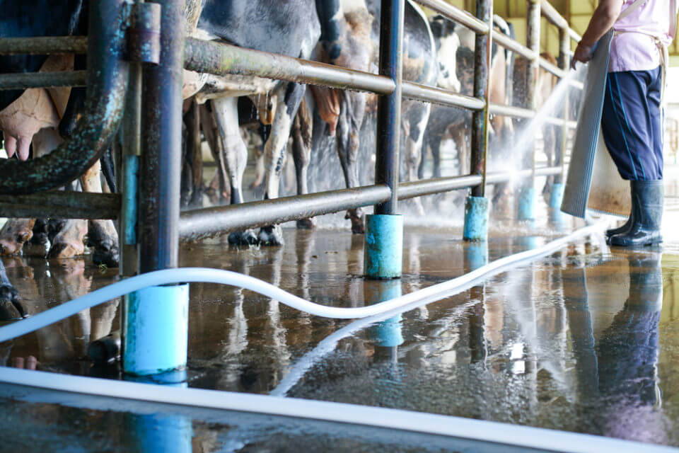 Desinfetante para animais na agropecuária