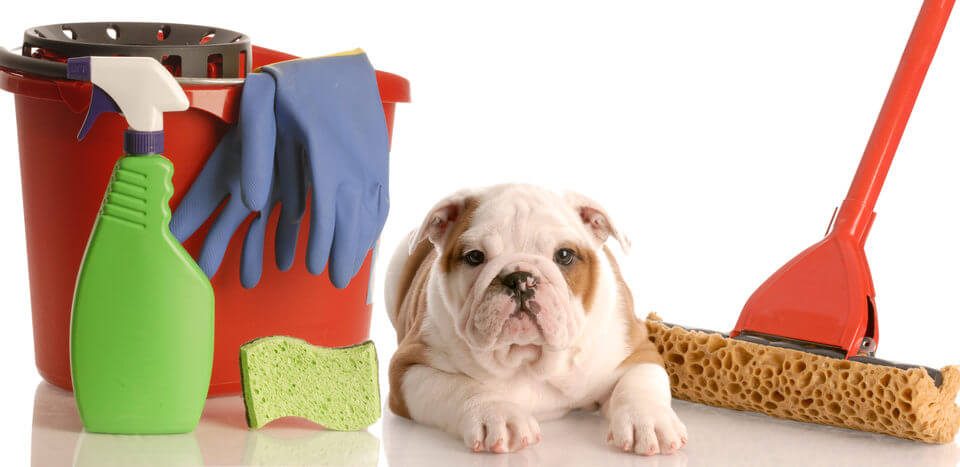 Desinfetante para canil: proteção e higiene para seus cães