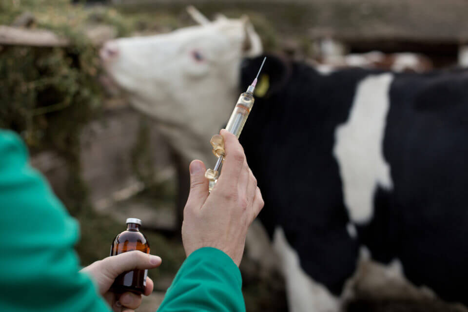 Tratamento para mastite bovina
