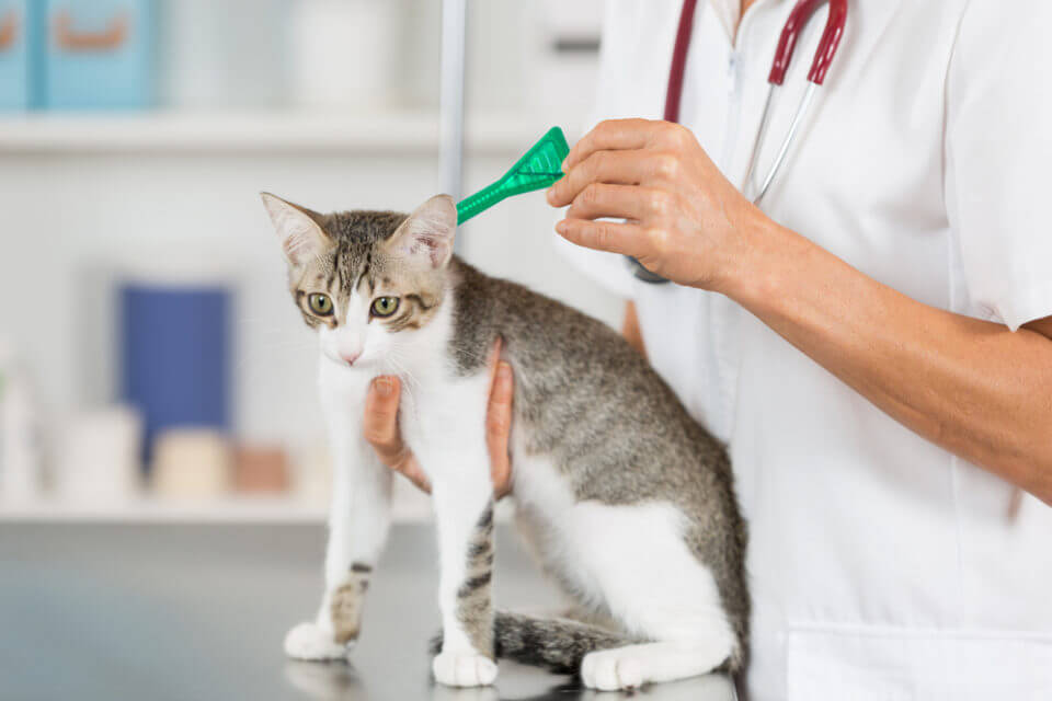 Como aplicar Antiparasitário Externo para Gatos?