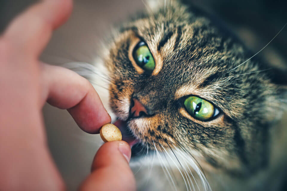 Chemital: o Melhor Vermífugo para Gatos
