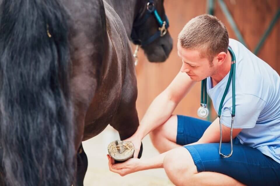 Pomada de Cavalo para Dores Musculares