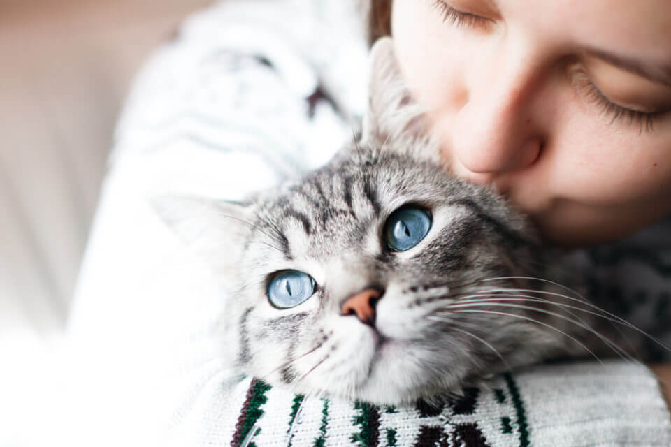 Remédio de Verme para Gatos