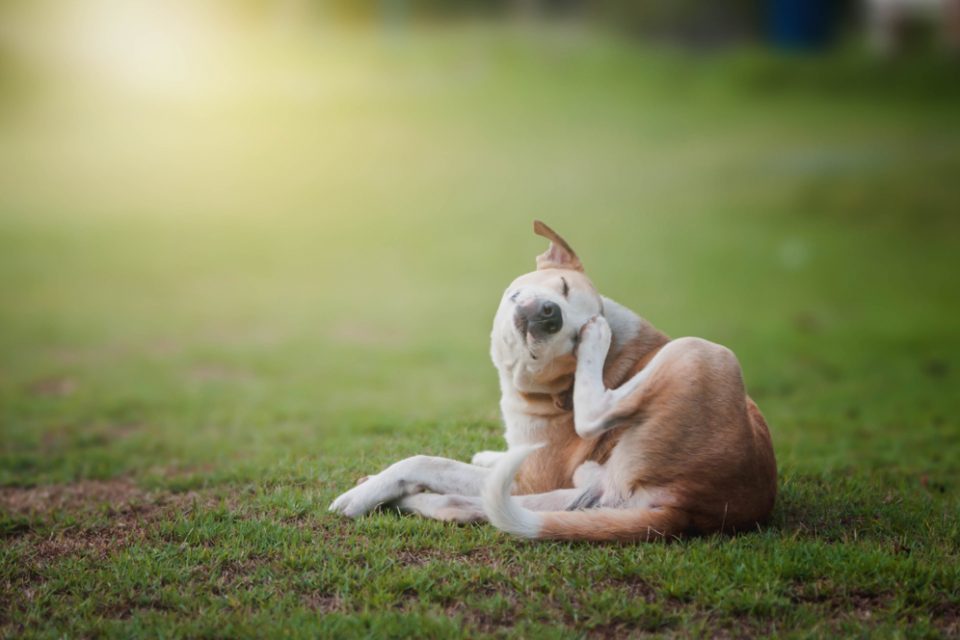 Dicas para escolher um antipulgas para cachorros
