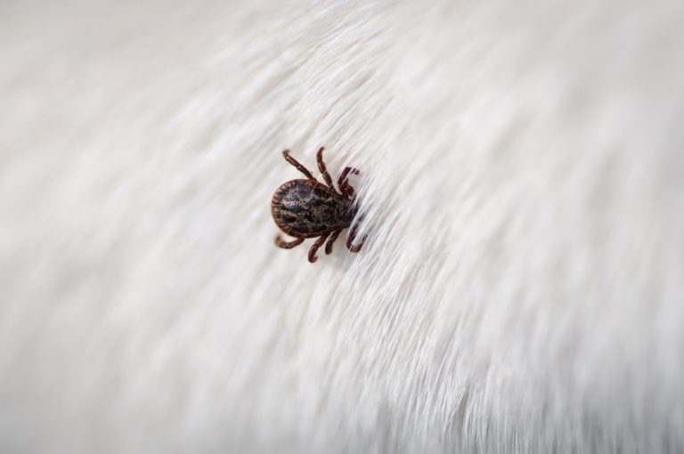 Sem o uso do antiparasitário, o carrapato permanece no pelo do animal.