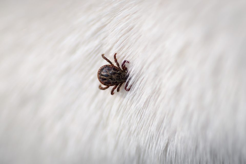 Antiparasitário: O que é e para que serve?