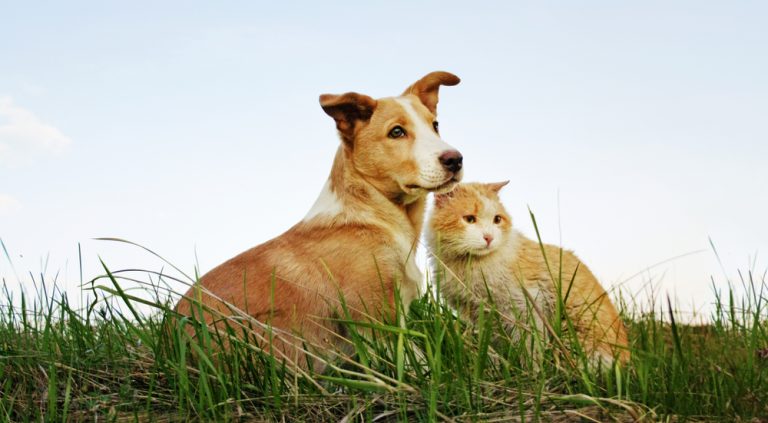 Cachorro e gato em gramado