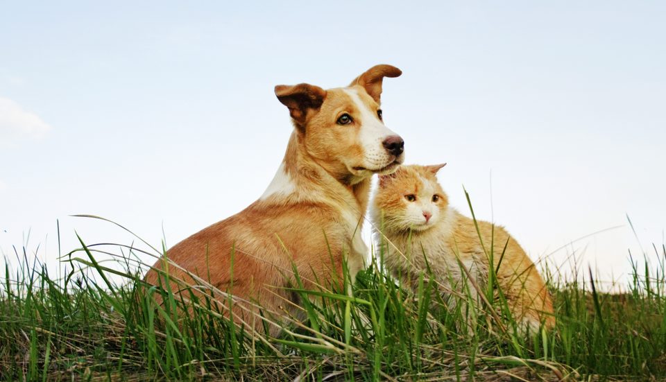 Doenças causadas por vermes em pets