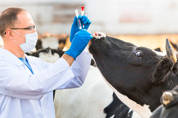 Para que serve a ivermectina veterinária?