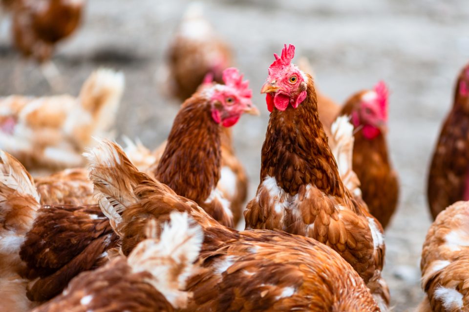 Antibióticos para aves de corte