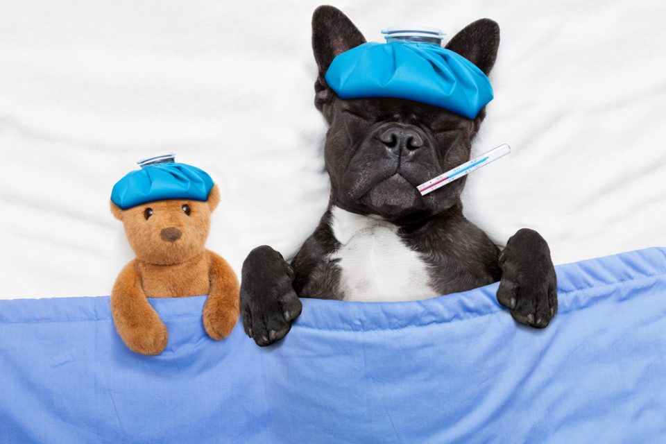 Posso dar dipirona para meu cachorro?