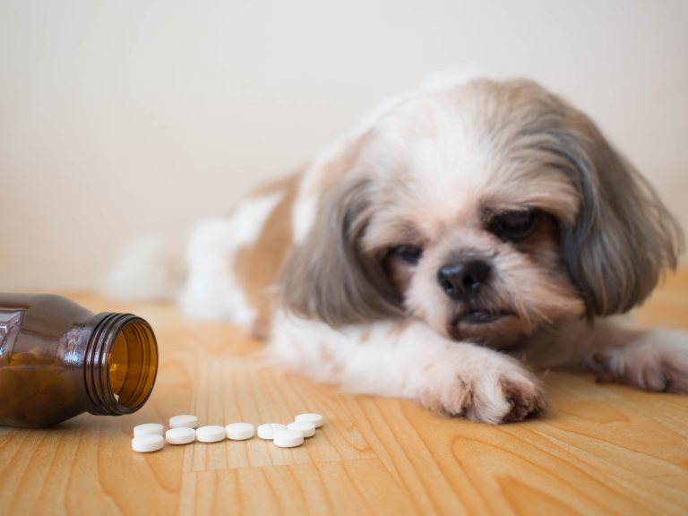 Cachorro olhando para Chemitril comprimidos