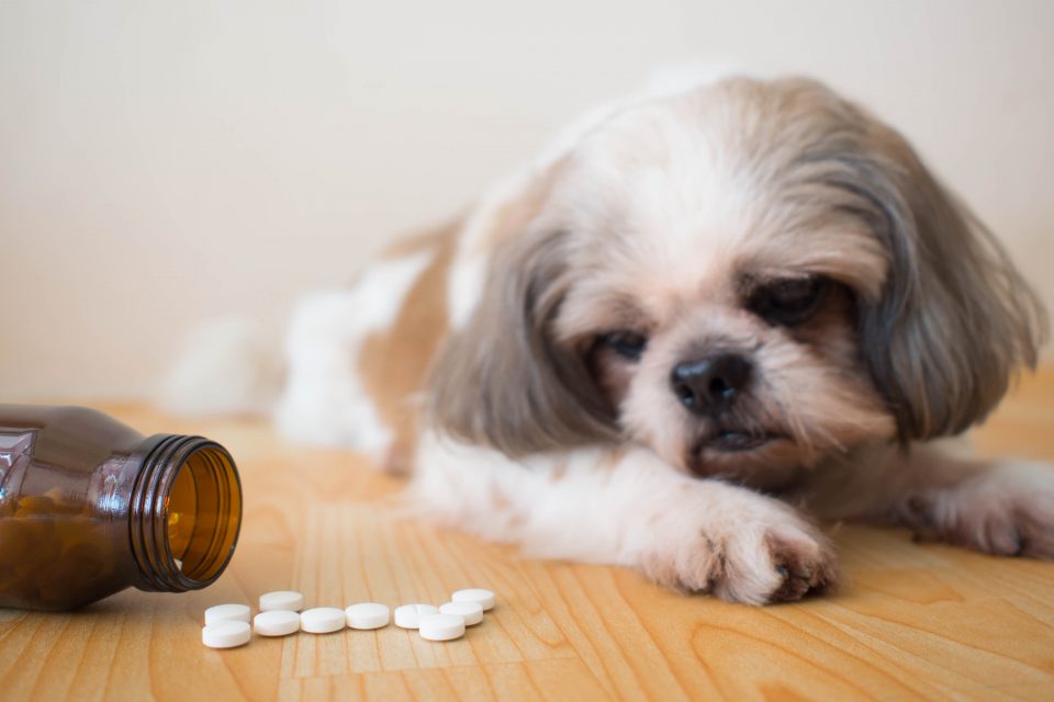 Chemitril Comprimidos para cães e gatos