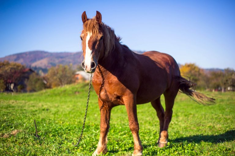 Cavalo ao ar livre com uma corrente no pescoço