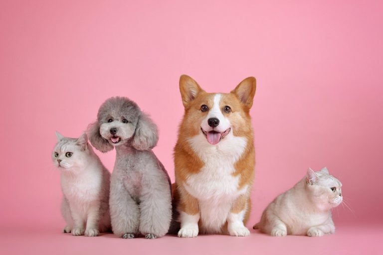 Cachorros de diferentes raças