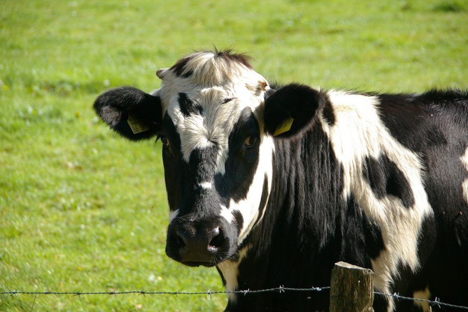 Como prevenir a mastite bovina