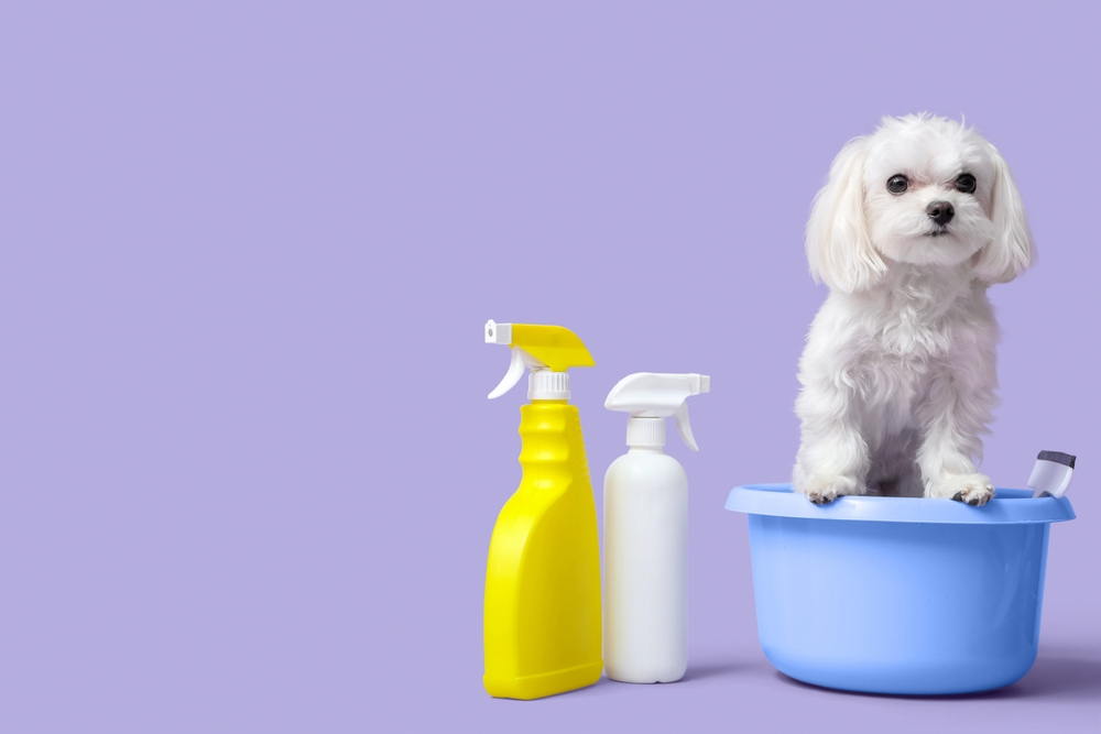 Linha de desinfetante bactericida da Chemitec