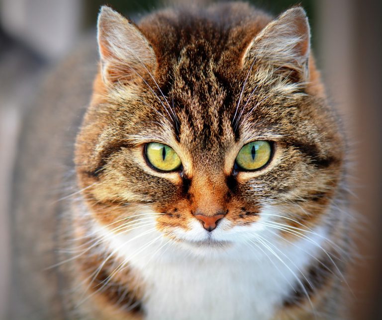 close de gato