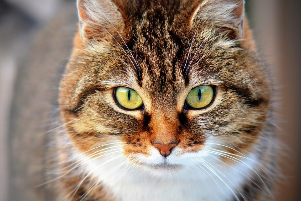 Doenças de gatos: as mais comuns e como identificá-las