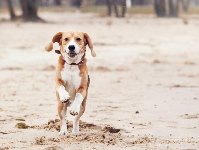 Cachorro exposto ao risco do bicho geográfico