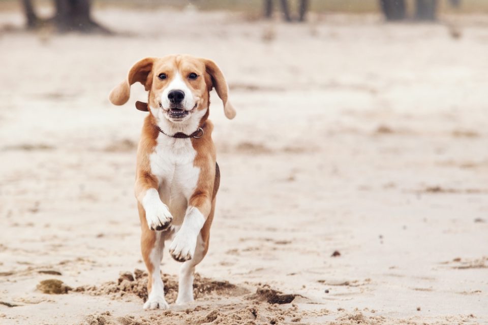Bicho geográfico em pets: o que é e como prevenir?
