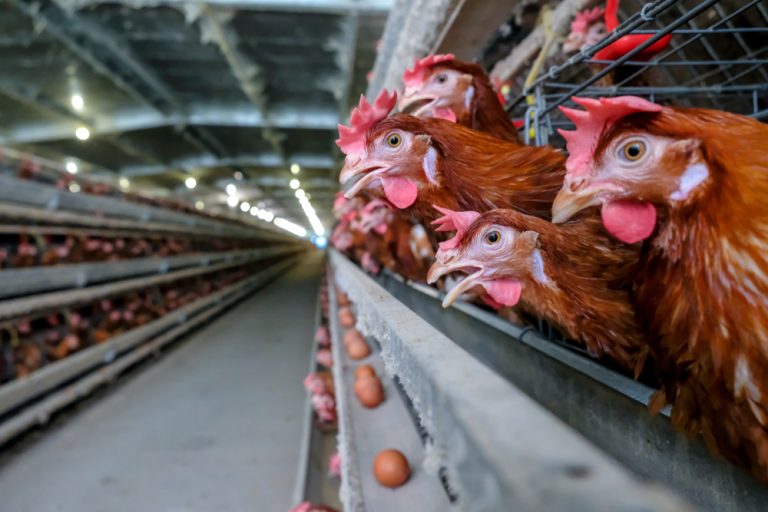 Granja mantida em boas condições com o uso de desinfetante na avicultura