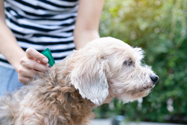 Aplicação de remédio de carrapato em cachorro