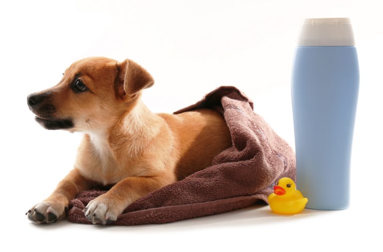 Filhote de cachorro ao lado de shampoo para pets