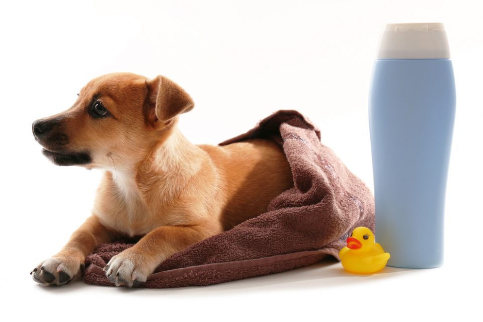 Shampoo para pets: como usar e quando é indicado?