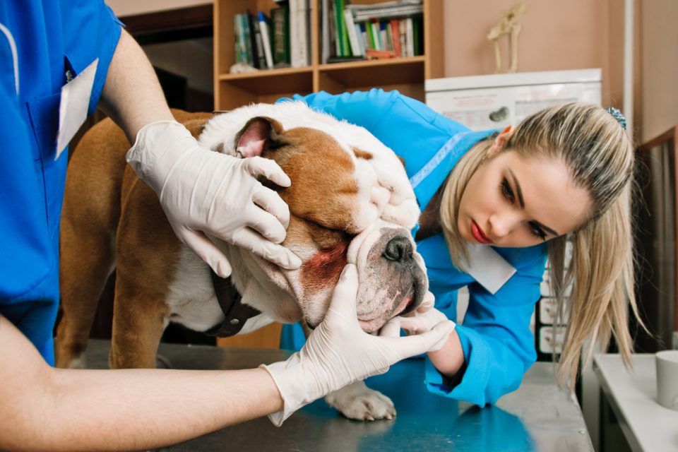 Alergia em pets: sintomas e tratamentos