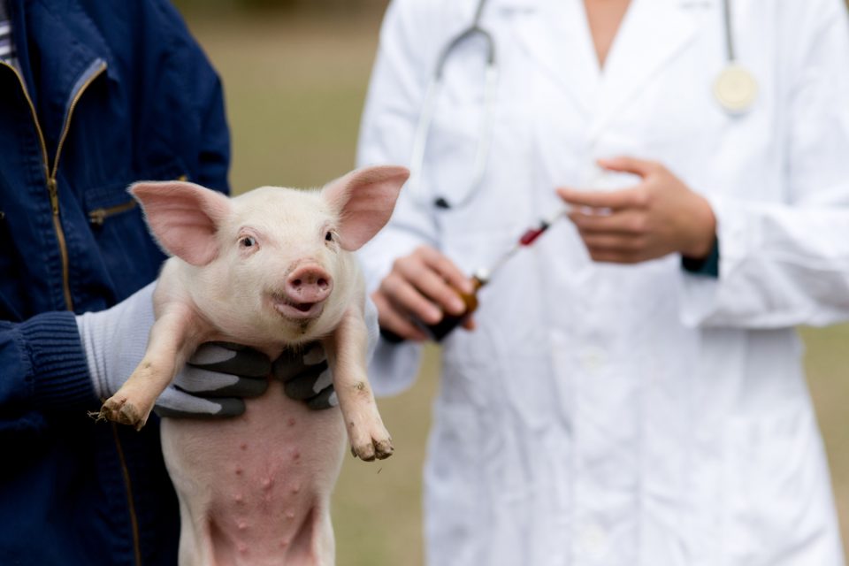 Importância do uso de Antibióticos para Suínos