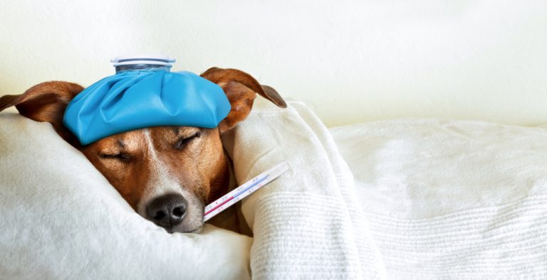 Cachorro doente com termômetro na boca e compressa na cabeça
