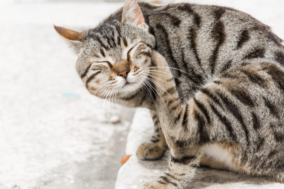 Como funciona o antipulgas para gatos?