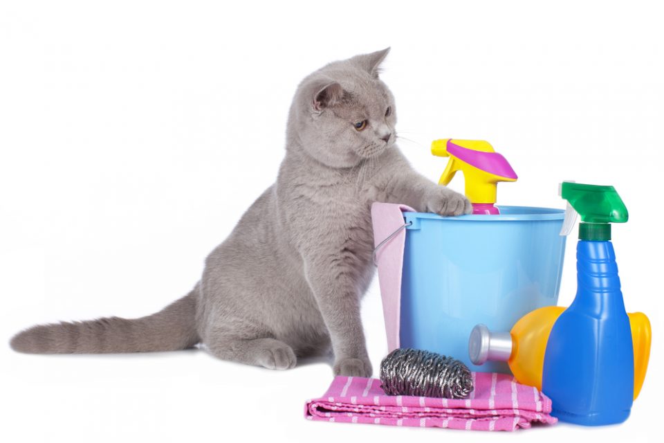 Higiene animal: cuidados essenciais para os pets