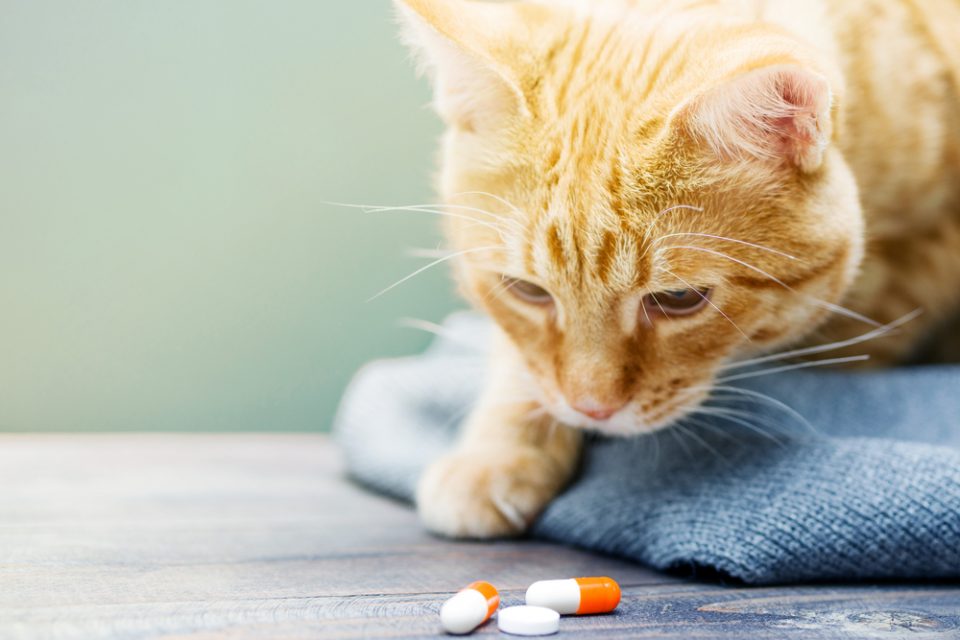 Qual o melhor antipulgas para felinos?