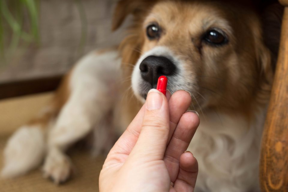 7 erros comuns na hora de dar vermífugo para cachorro