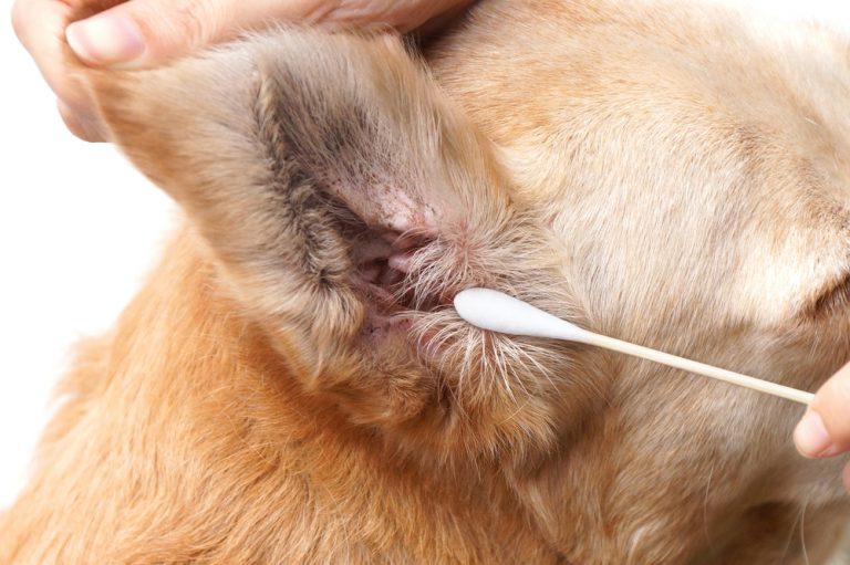 Pessoa utiliza cotonete para limpar orelha de cachorro