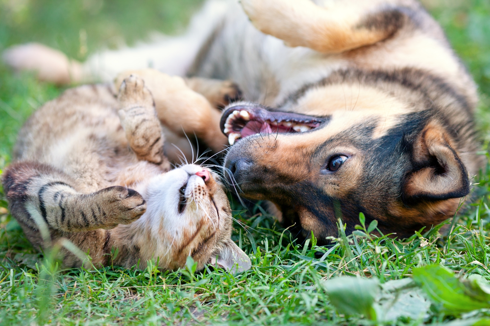 Principais cuidados com pets no verão