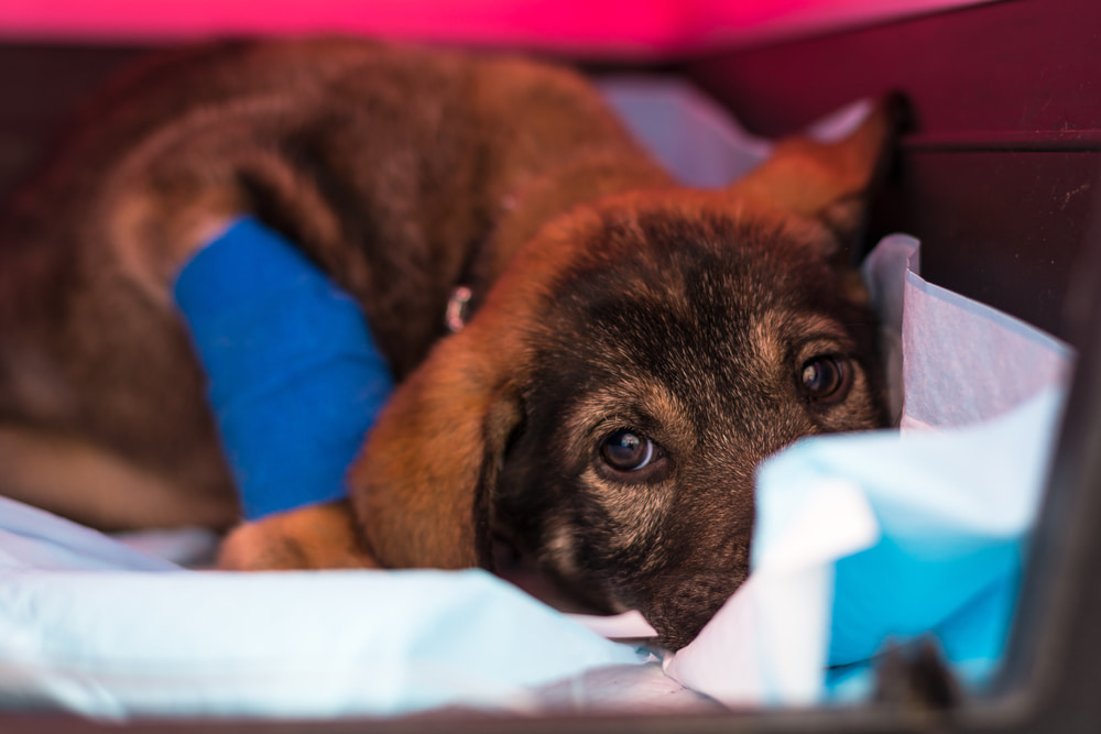 Parvovirose canina: quais os sintomas e como prevenir?