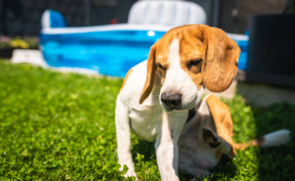 Sarna Sarcóptica em Cães: Entenda mais sobre esta doença