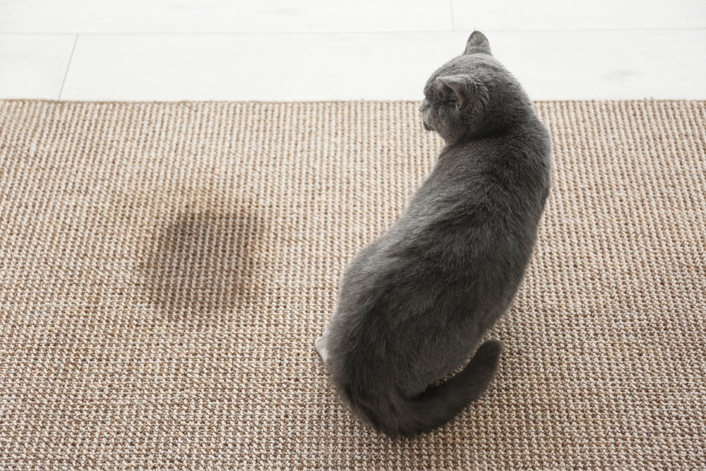 Como tirar cheiro de xixi de gato?