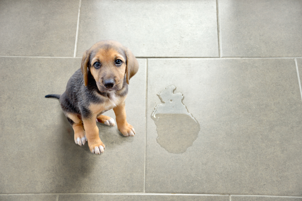 Desinfetante para cachorro: como eliminar odores?