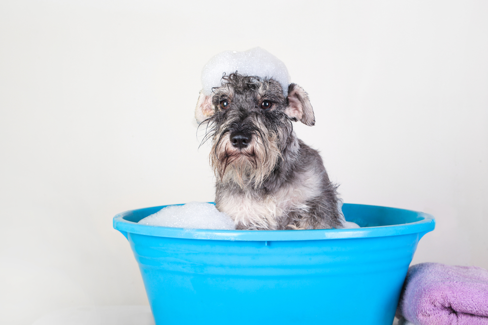Como escolher shampoo para cachorro?