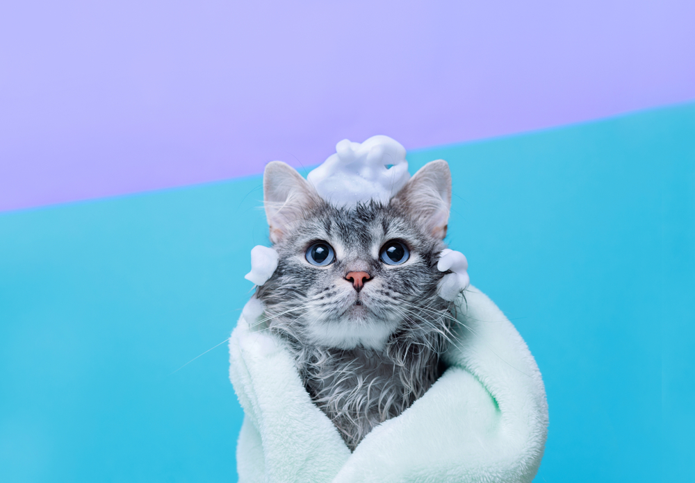 Shampoo para gatos: quando o uso é indicado?