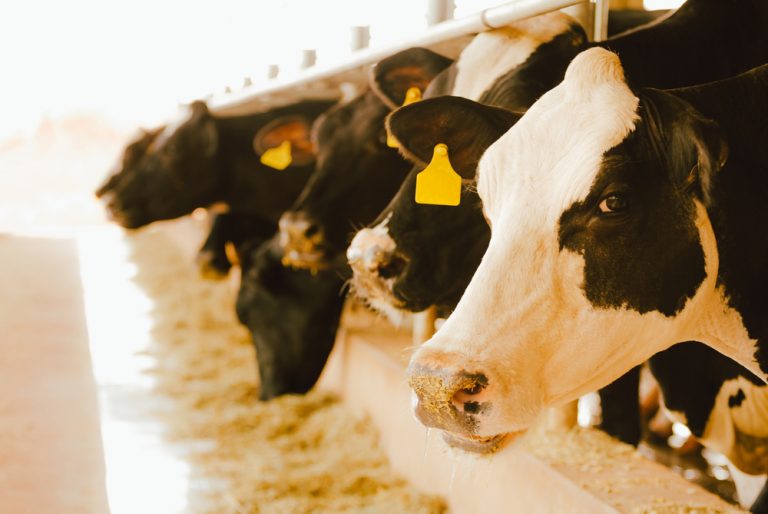 Fileira de vacas em pasto