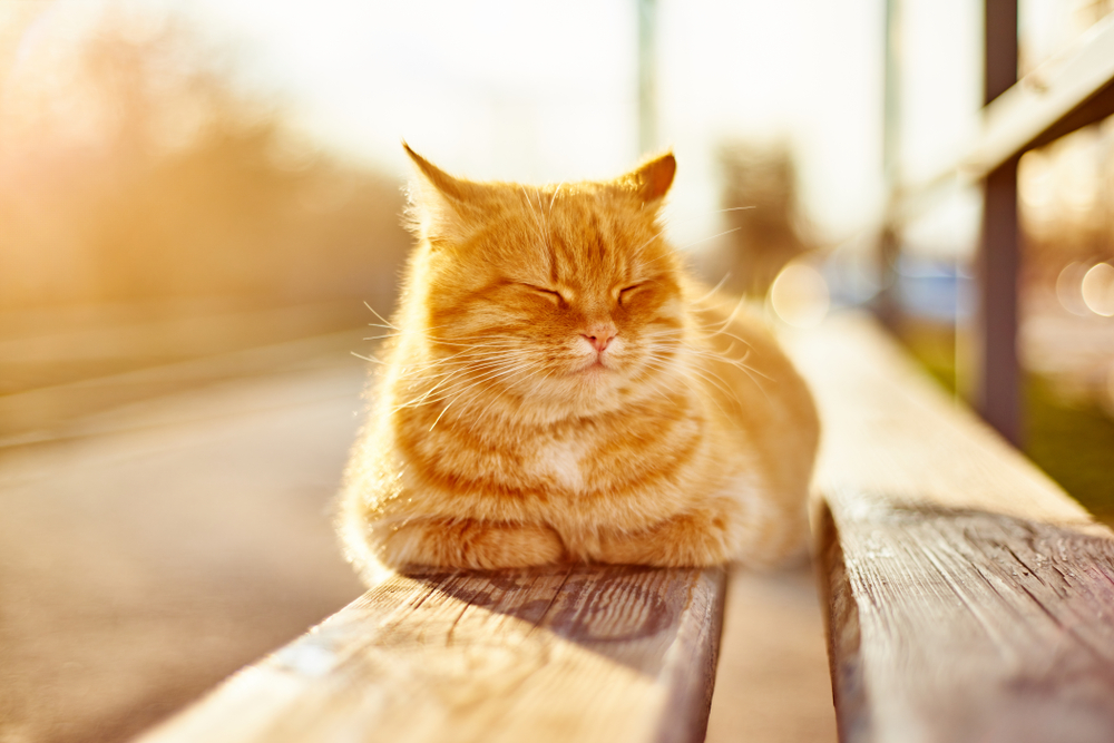Toxoplasmose em gato: causas, sintomas e tratamento