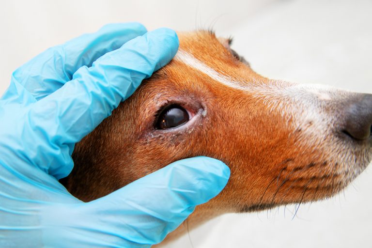 veterinário com luva azul abrindo os olhos de um cachorro