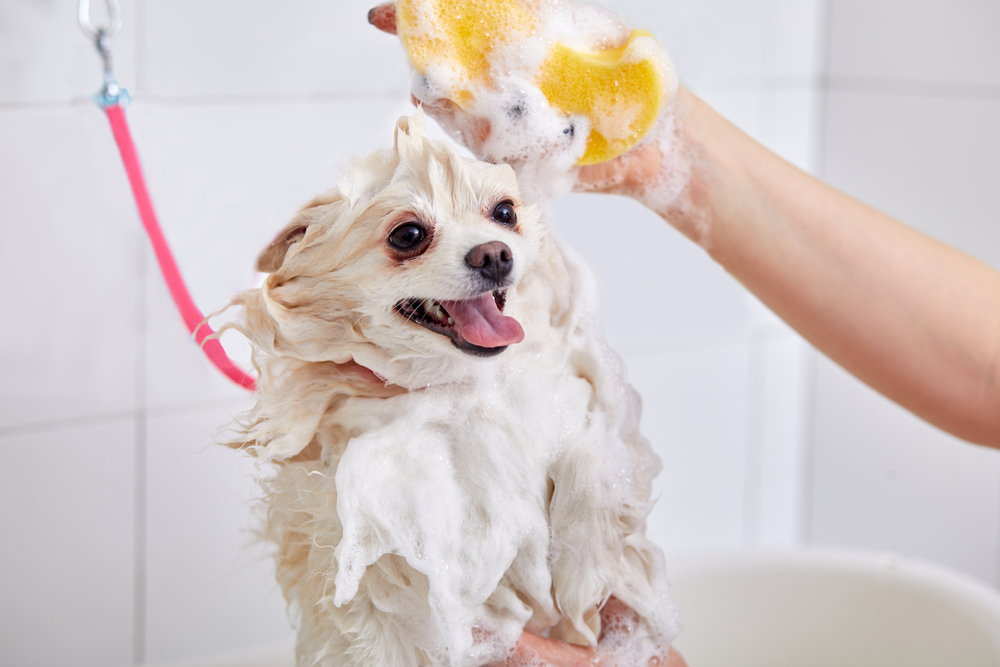 Como utilizar o shampoo antipulgas?